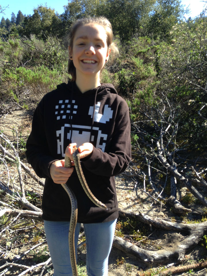 Pacific Gopher Snake